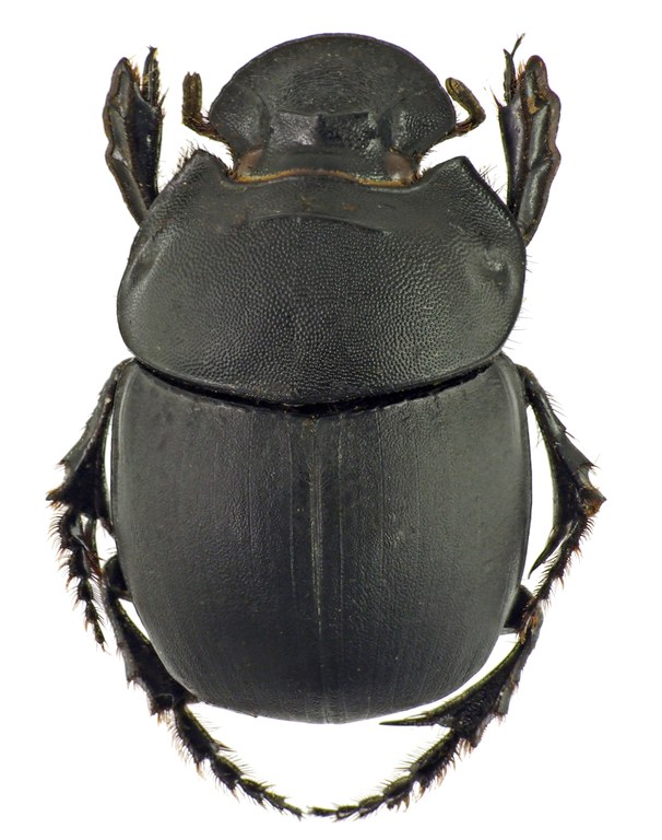 Catharsius rhinoceros 41261cz65.jpg Catharsius rhinoceros 41261cz65.jpg