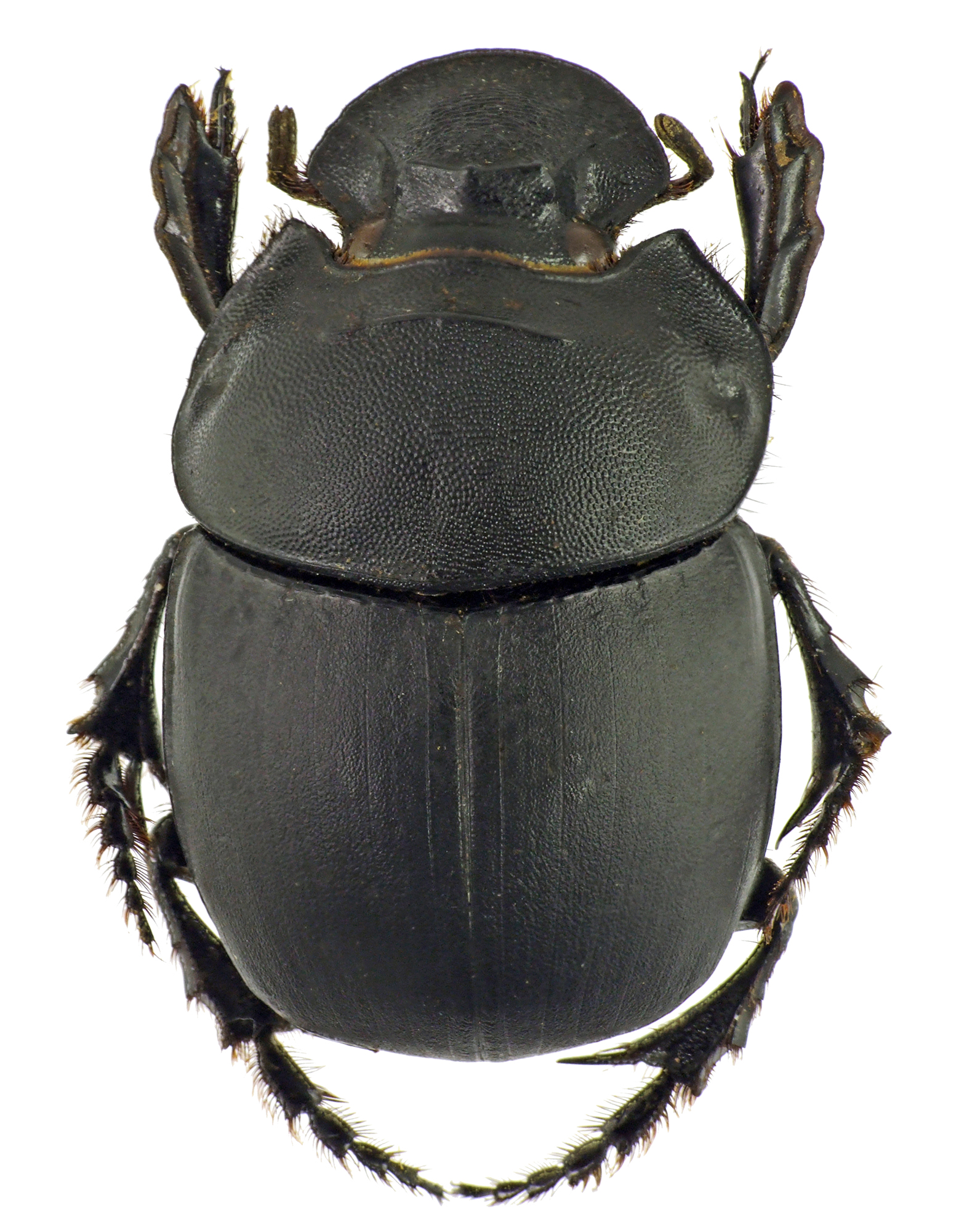 Catharsius rhinoceros 41261cz65.jpg
