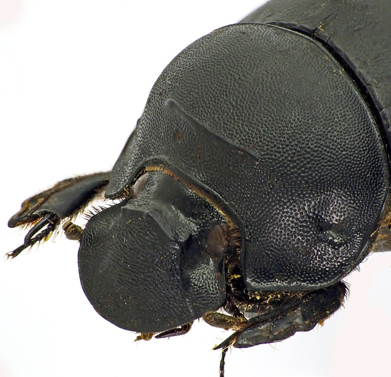 Catharsius rhinoceros 41266cz71.jpg Catharsius rhinoceros 41266cz71.jpg