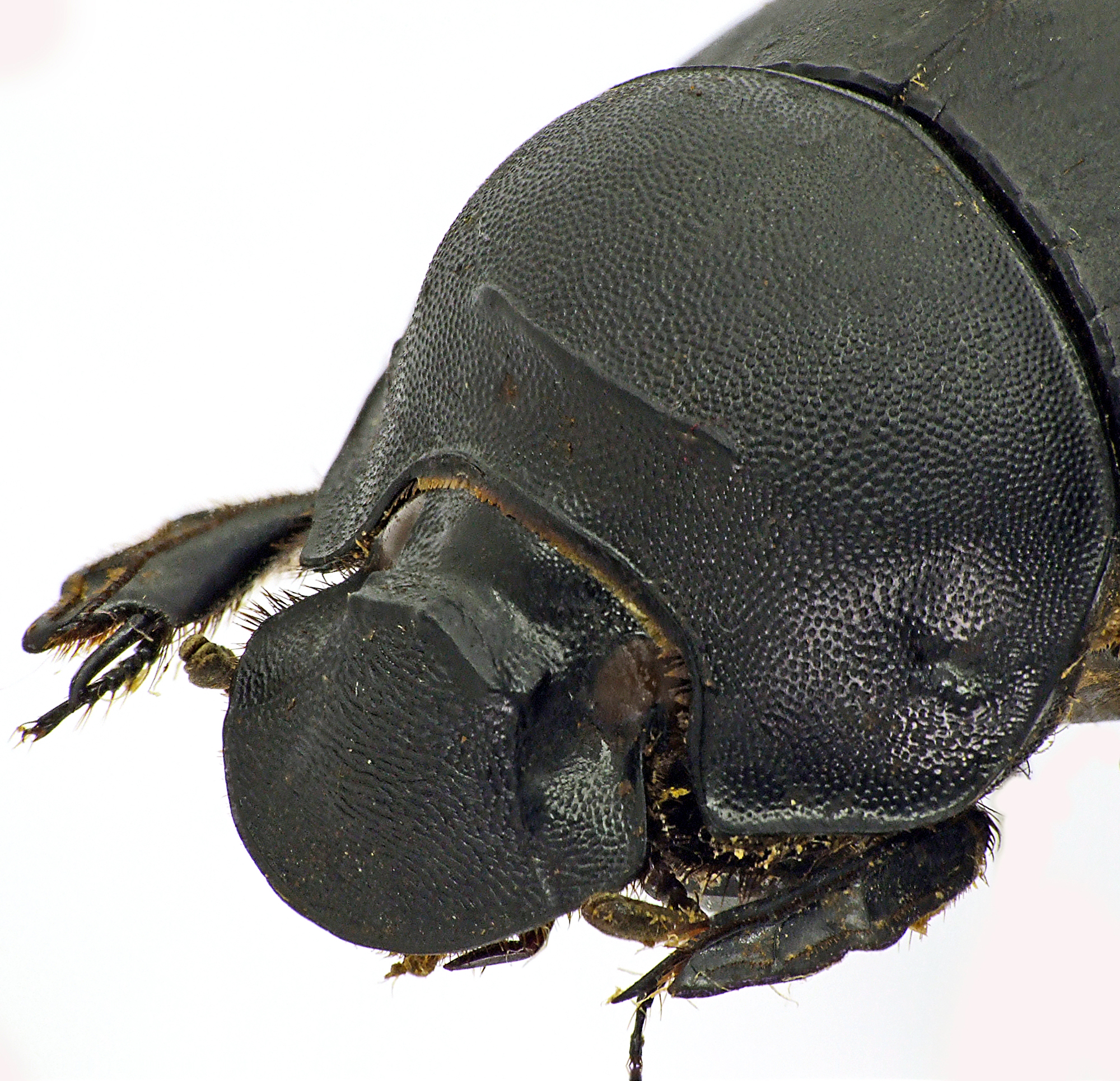 Catharsius rhinoceros 41266cz71.jpg