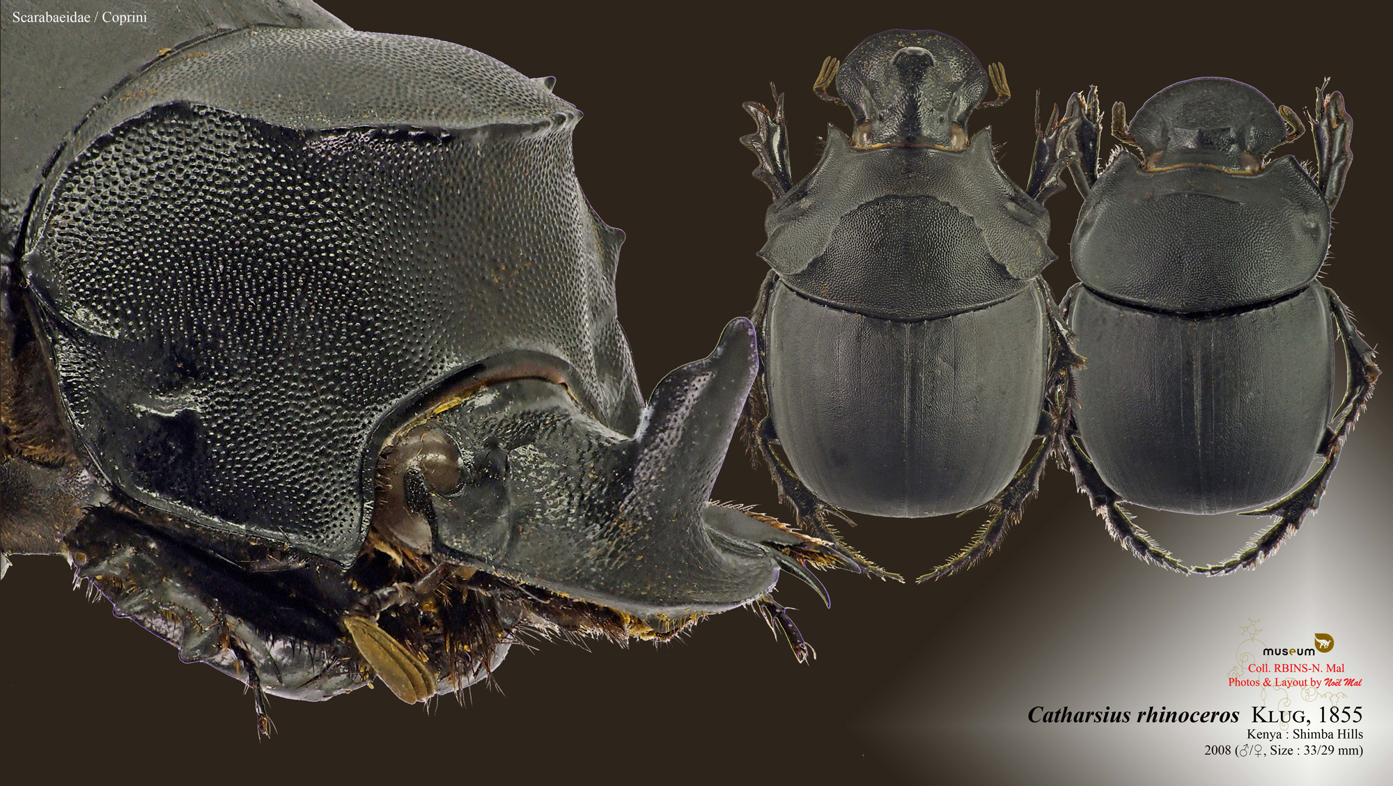 Catharsius rhinoceros .jpg