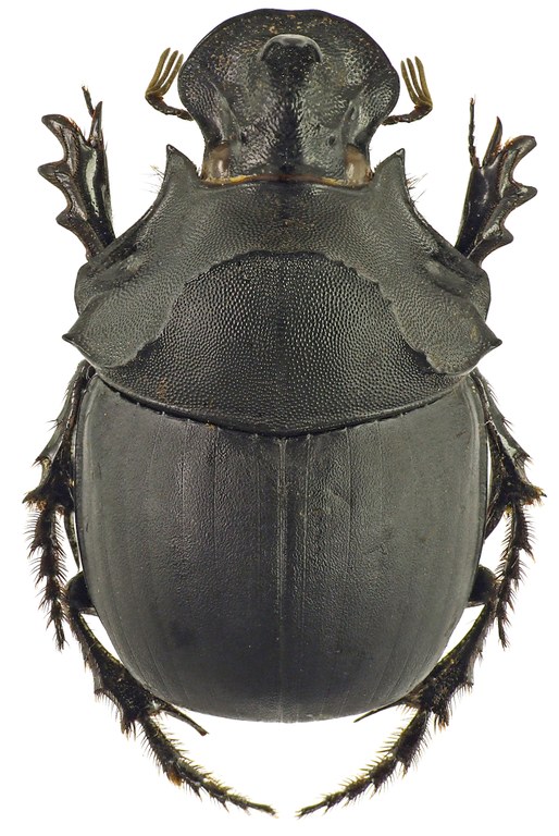 Catharsius rhinoceros 41244cz50.jpg Catharsius rhinoceros 41244cz50.jpg