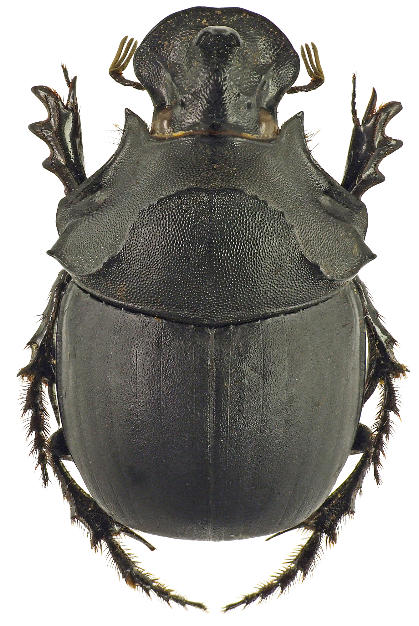 Catharsius rhinoceros 41244cz50.jpg