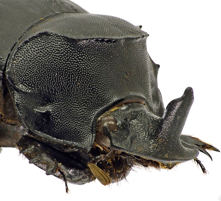 Catharsius rhinoceros 41251cz60.jpg Catharsius rhinoceros 41251cz60.jpg