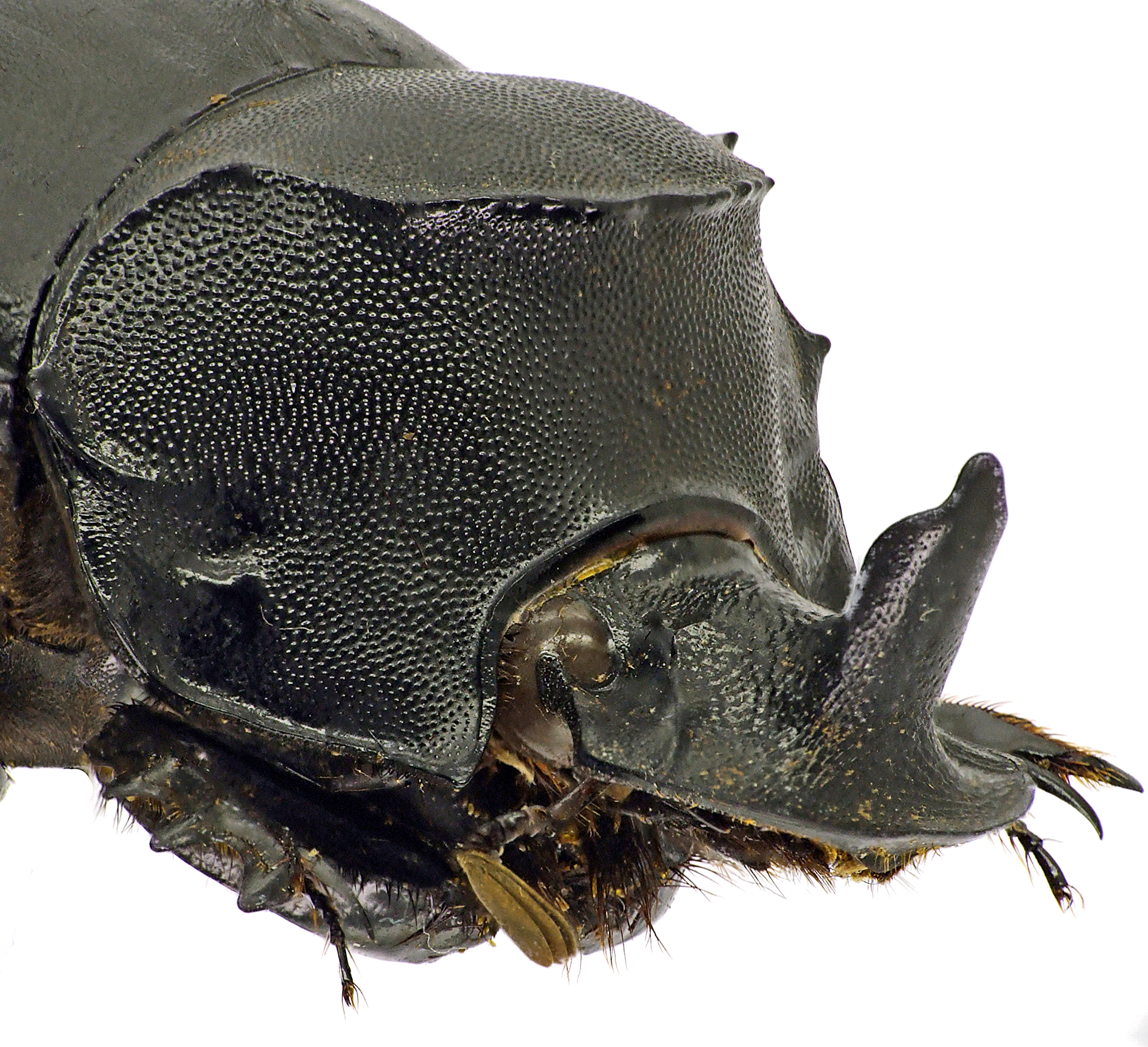 Catharsius rhinoceros 41251cz60.jpg