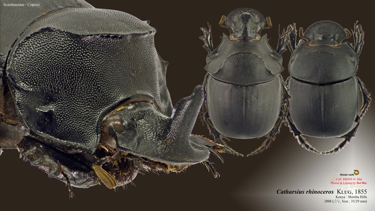 Catharsius rhinoceros .jpg Catharsius rhinoceros .jpg