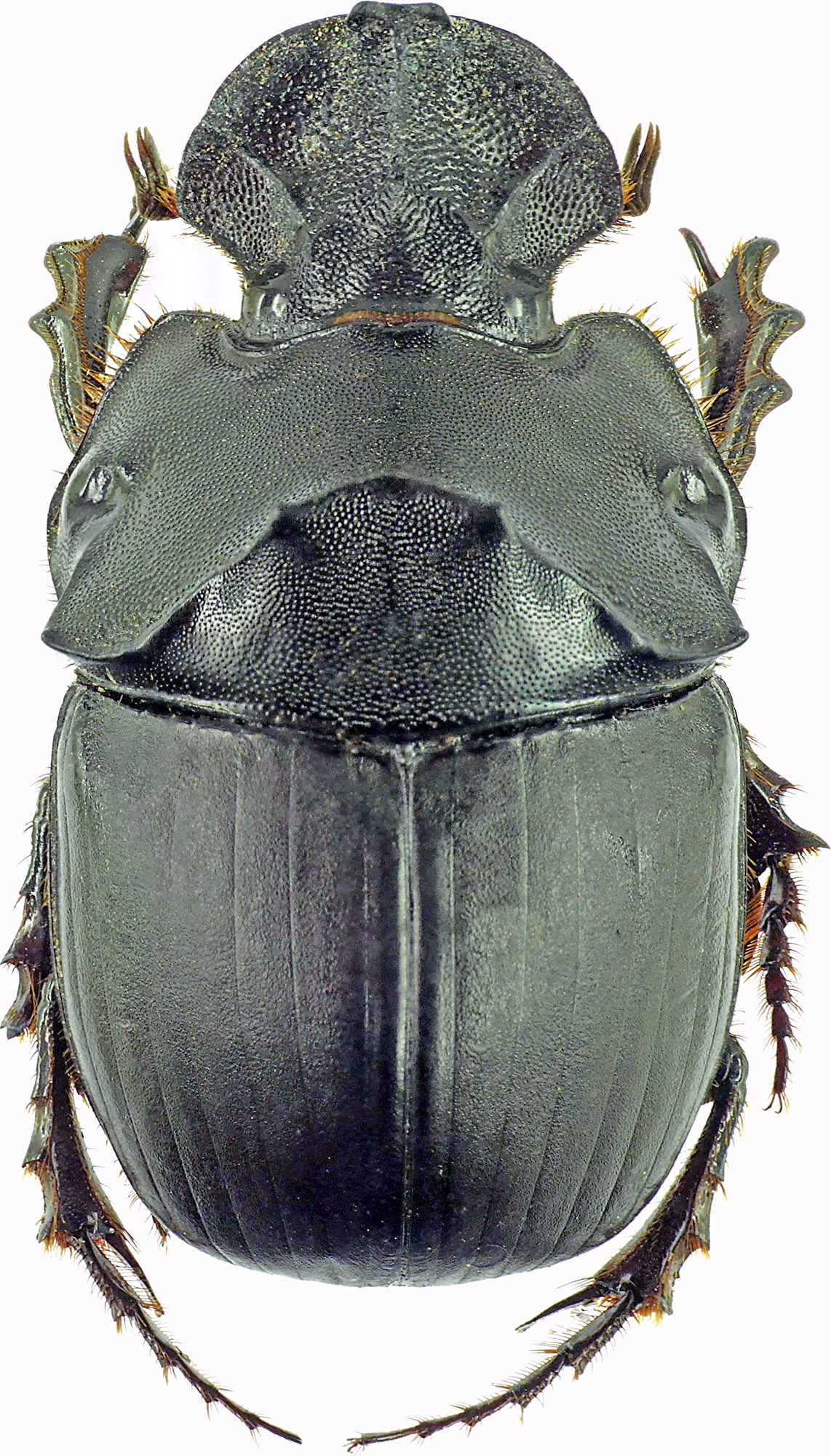 Catharsius satyrus 27462cz69.jpg