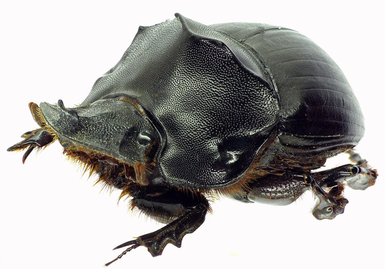 Catharsius satyrus 27636cz43.jpg Catharsius satyrus 27636cz43.jpg