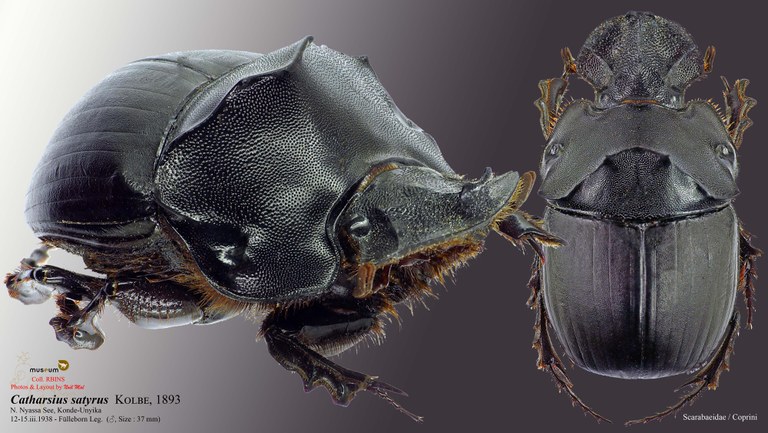 Catharsius satyrus .jpg Catharsius satyrus .jpg