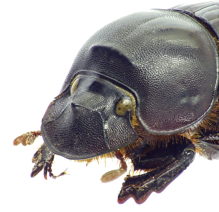 Catharsius sesostris 27347cz51.jpg Catharsius sesostris 27347cz51.jpg
