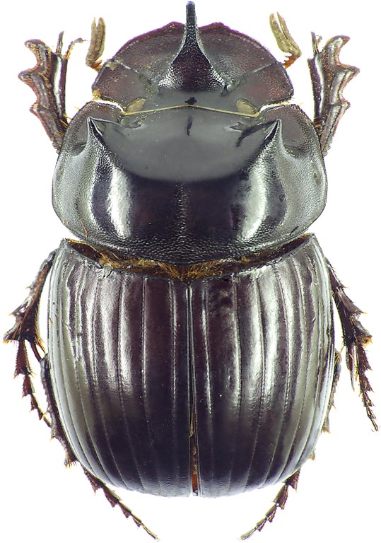 Catharsius sesostris 27332cz40.jpg Catharsius sesostris 27332cz40.jpg