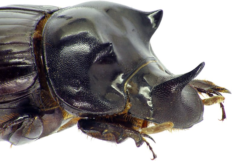 Catharsius sesostris 27341cz46.jpg Catharsius sesostris 27341cz46.jpg