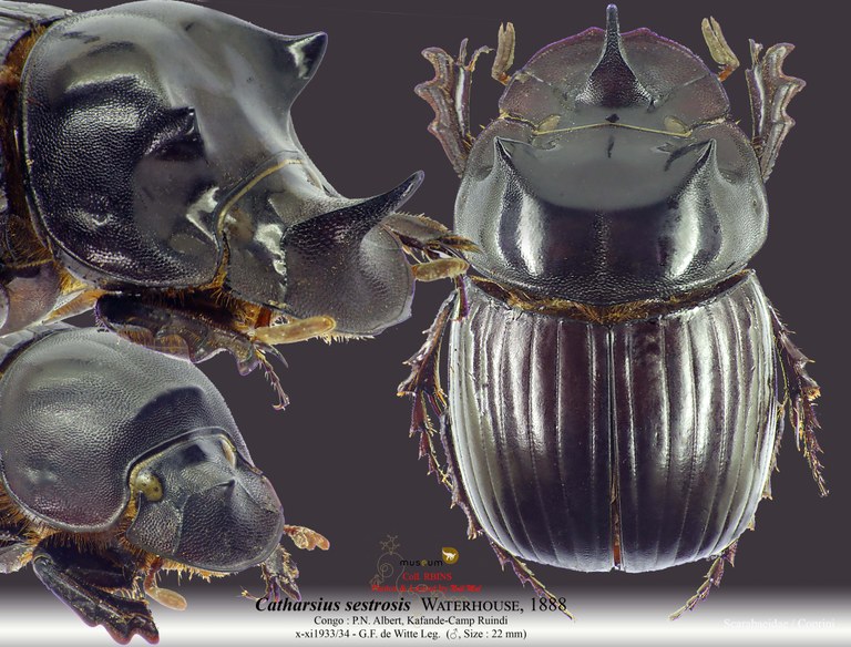 Catharsius sesostris.jpg Catharsius sesostris.jpg