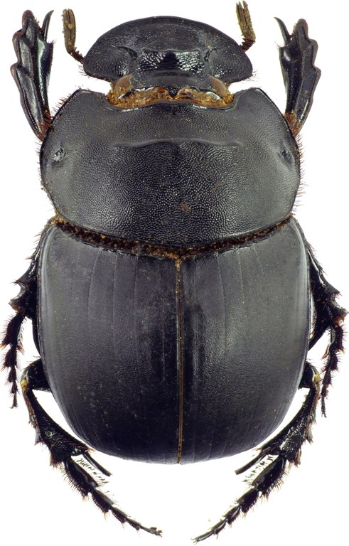 Catharsius spectabilis 12810cz15.jpg
