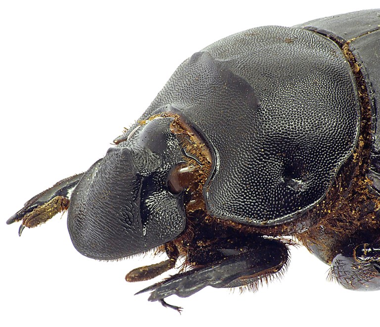 Catharsius spectabilis 12816cz25.jpg
