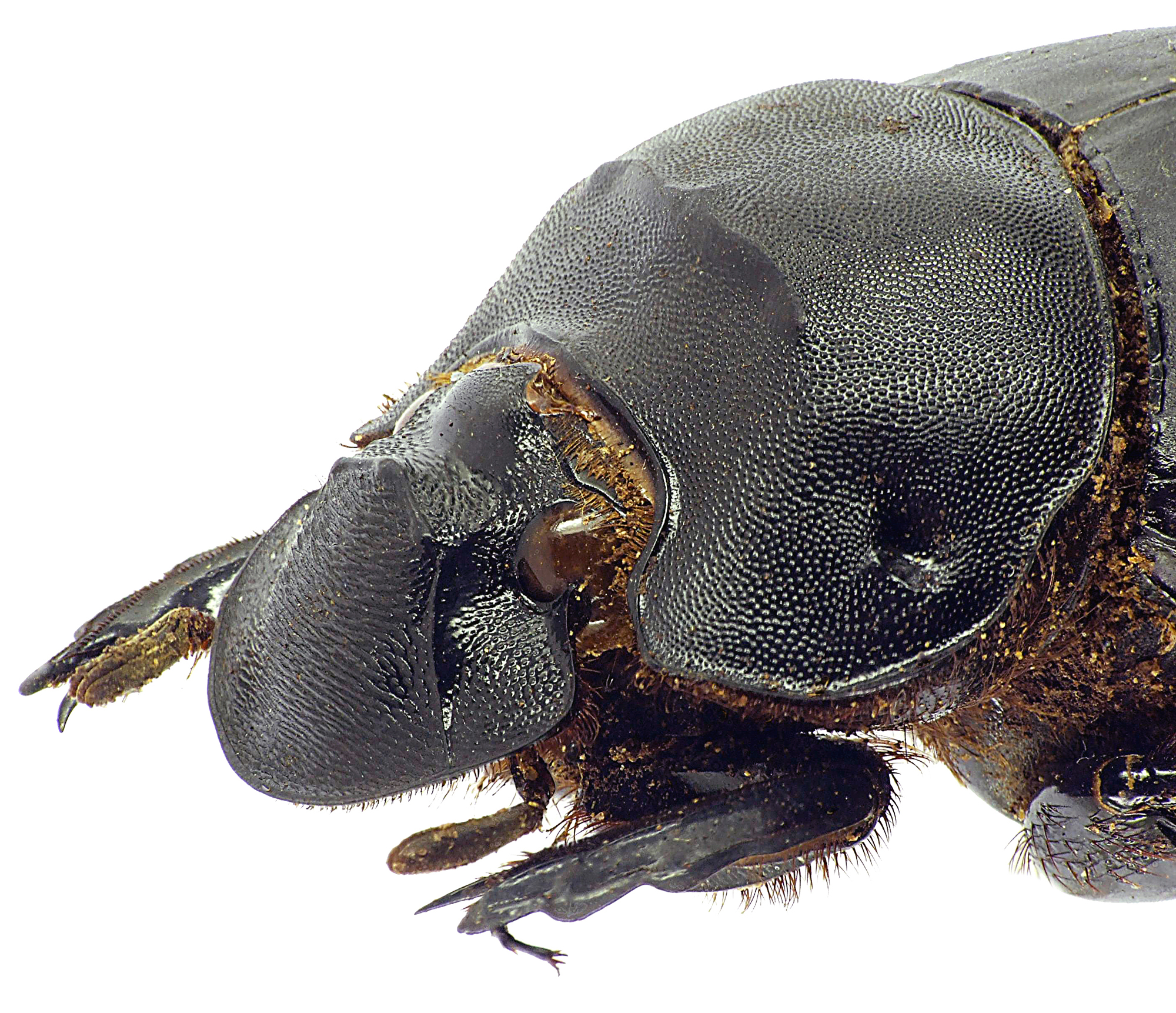Catharsius spectabilis 12816cz25.jpg