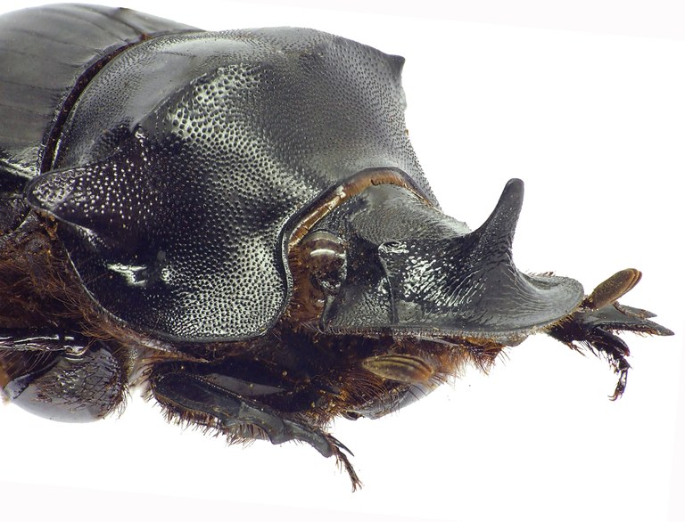 Catharsius spectabilis 12777cz85.jpg