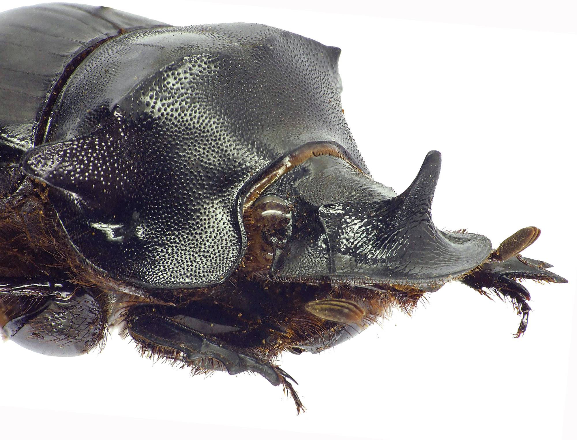 Catharsius spectabilis 12777cz85.jpg