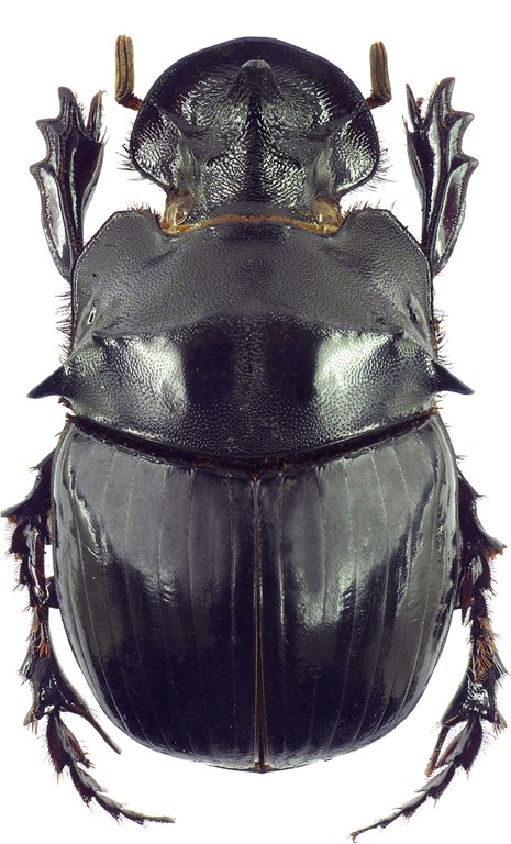Catharsius spectabilis 12786cz92.jpg