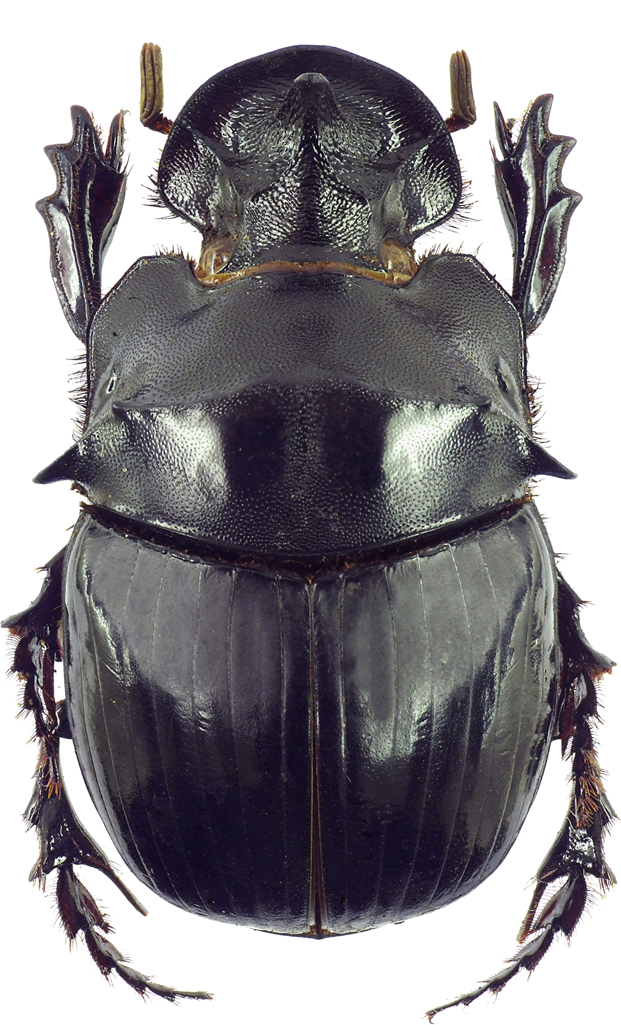 Catharsius spectabilis 12786cz92.jpg