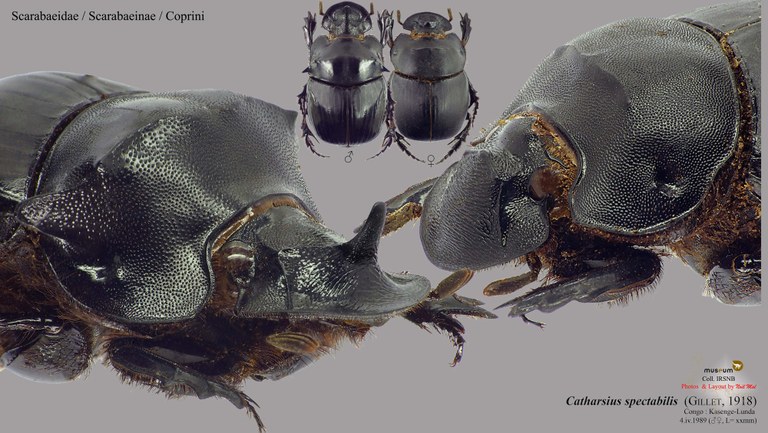 Catharsius spectabilis.jpg