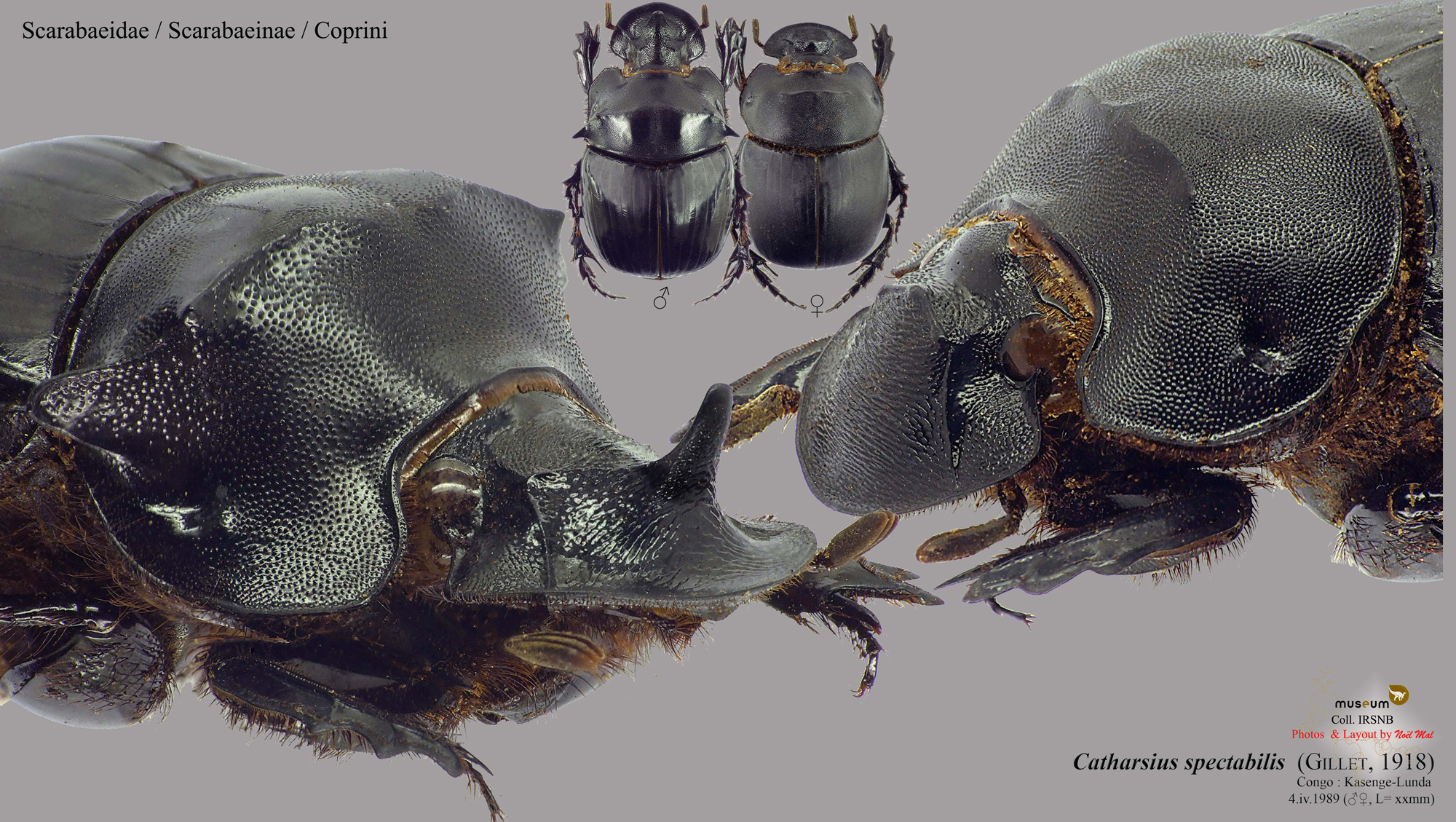 Catharsius spectabilis.jpg