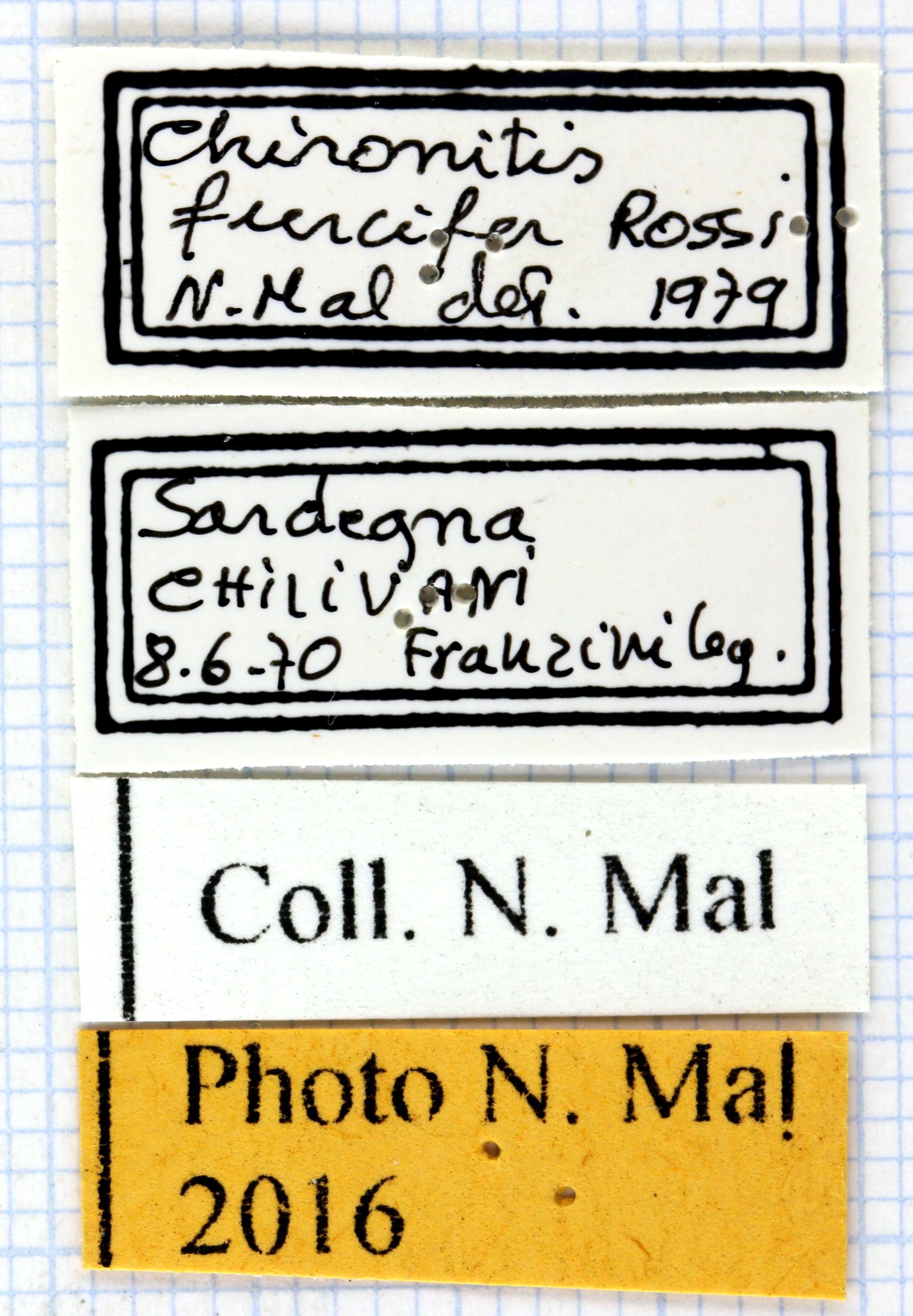 Chironitis furcifer label.jpg