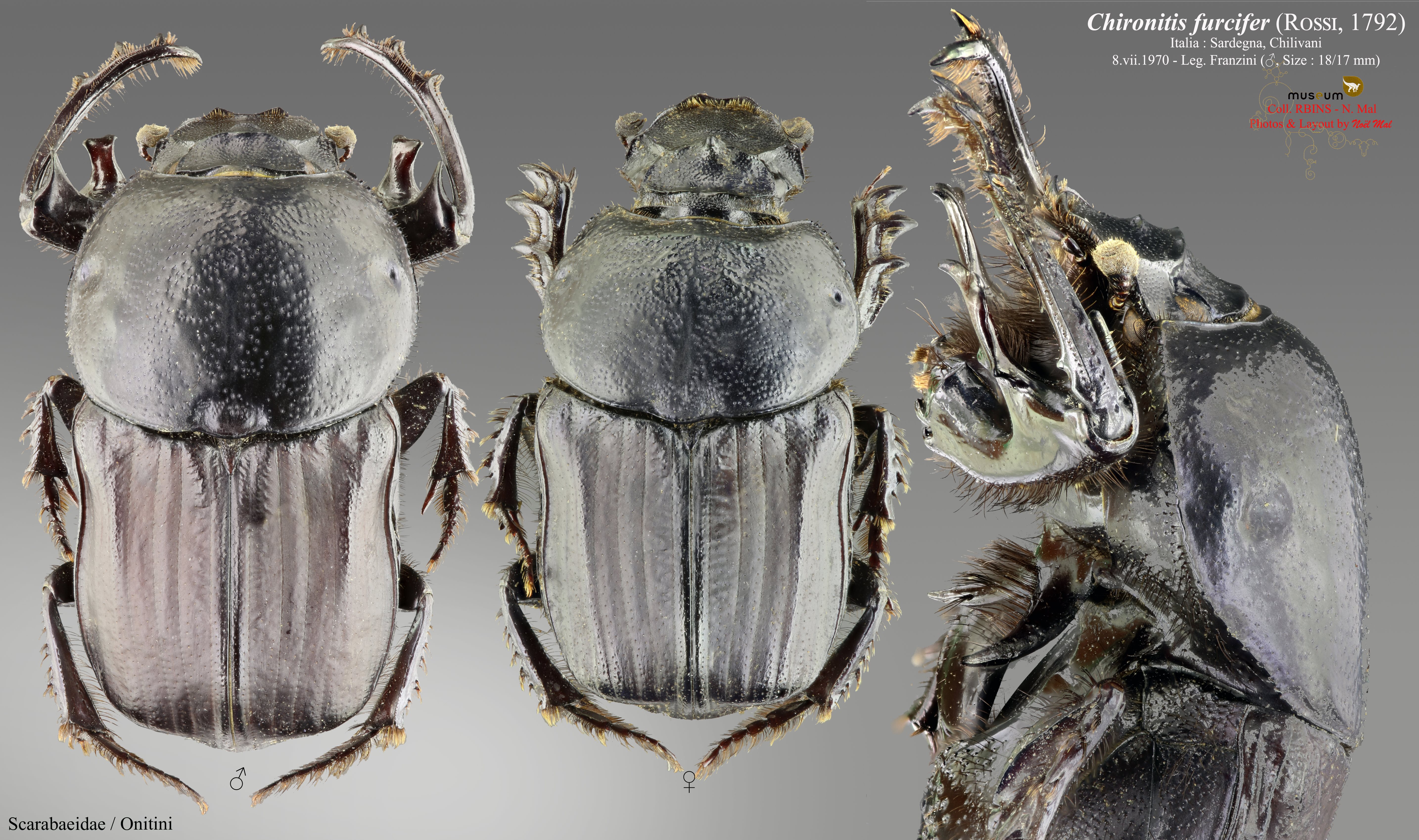 Chironitis furcifer PL.jpg