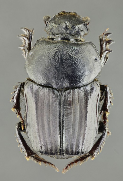 Chironitus furcifer F 62309zs26.jpg Chironitus furcifer F 62309zs26.jpg