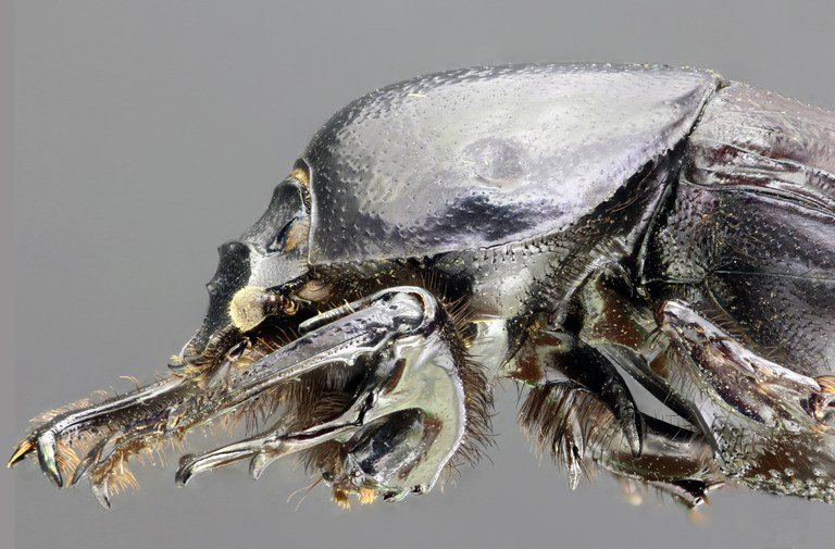 Chironitis furcifer 62309zs26.JPG Chironitis furcifer 62309zs26.JPG