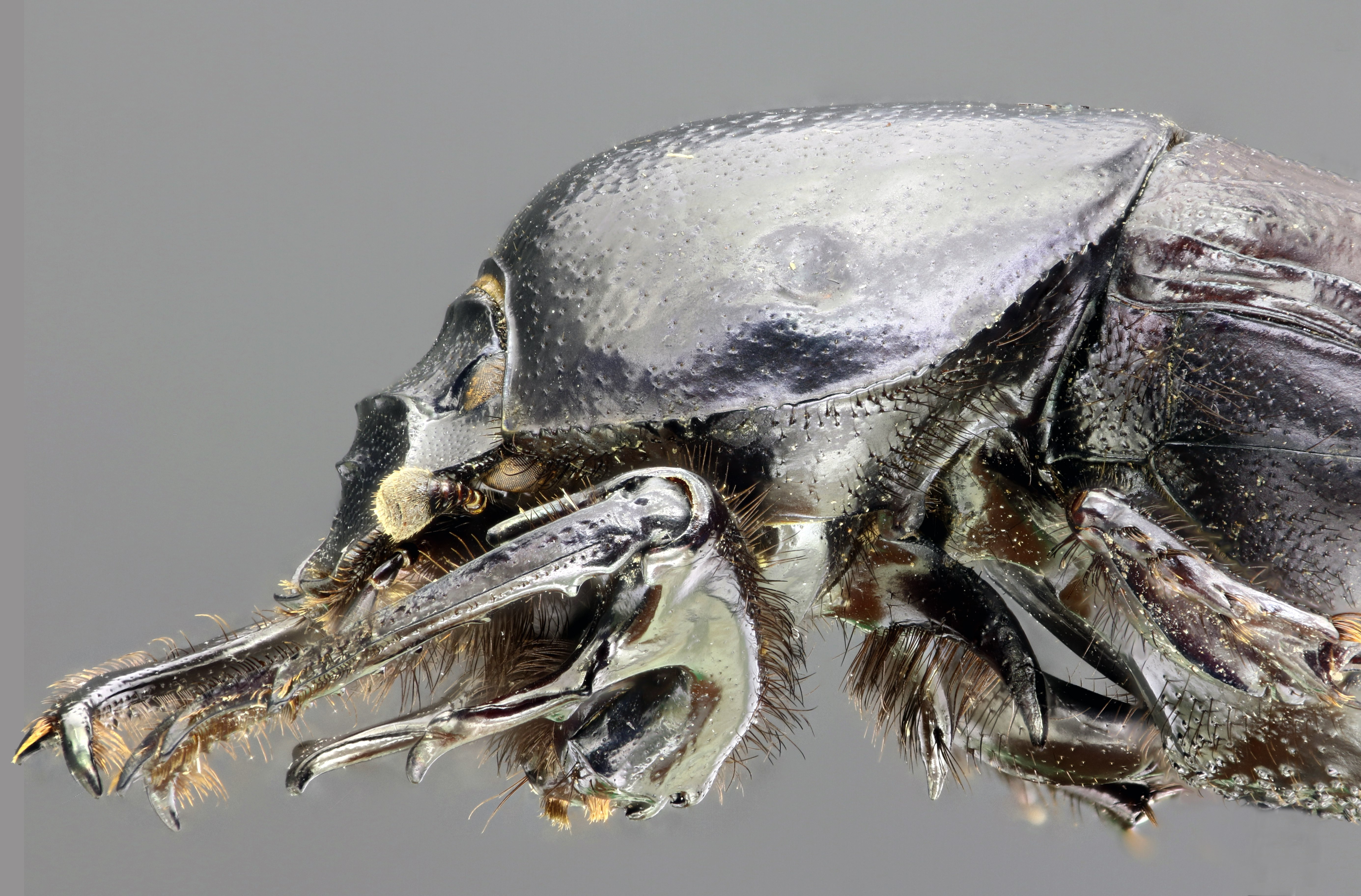 Chironitis furcifer 62309zs26.JPG