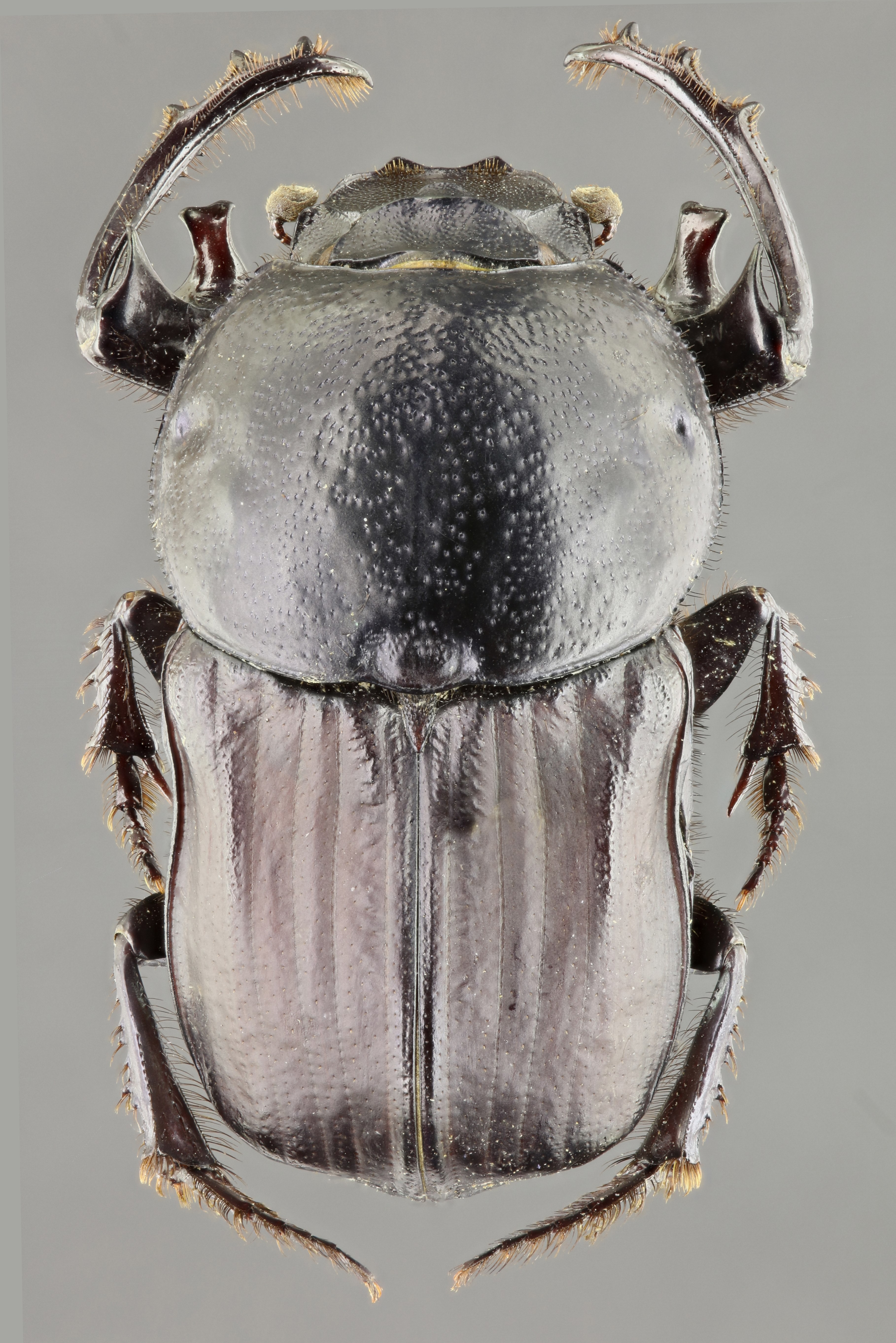 Chironitis furcifer M 62327zs47.jpg