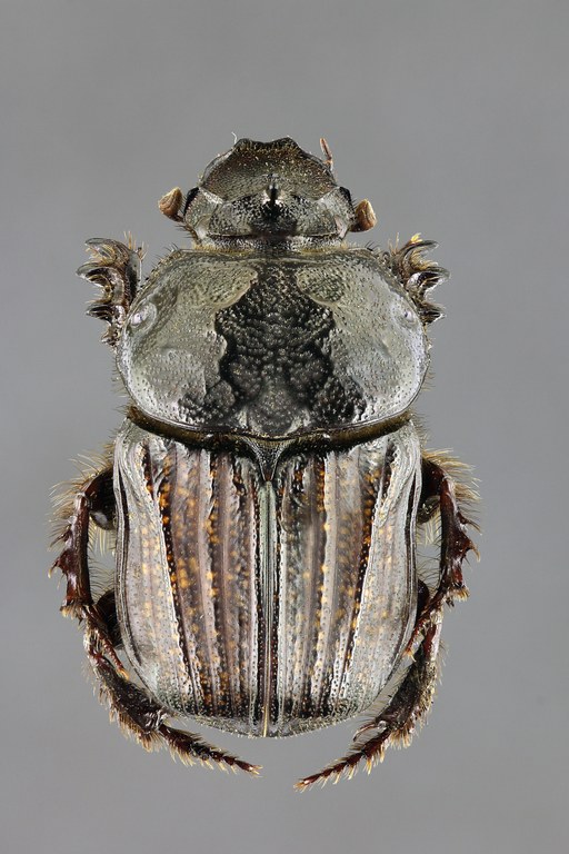 Chironitis irroratus 63282zs96.jpg Chironitis irroratus 63282zs96.jpg