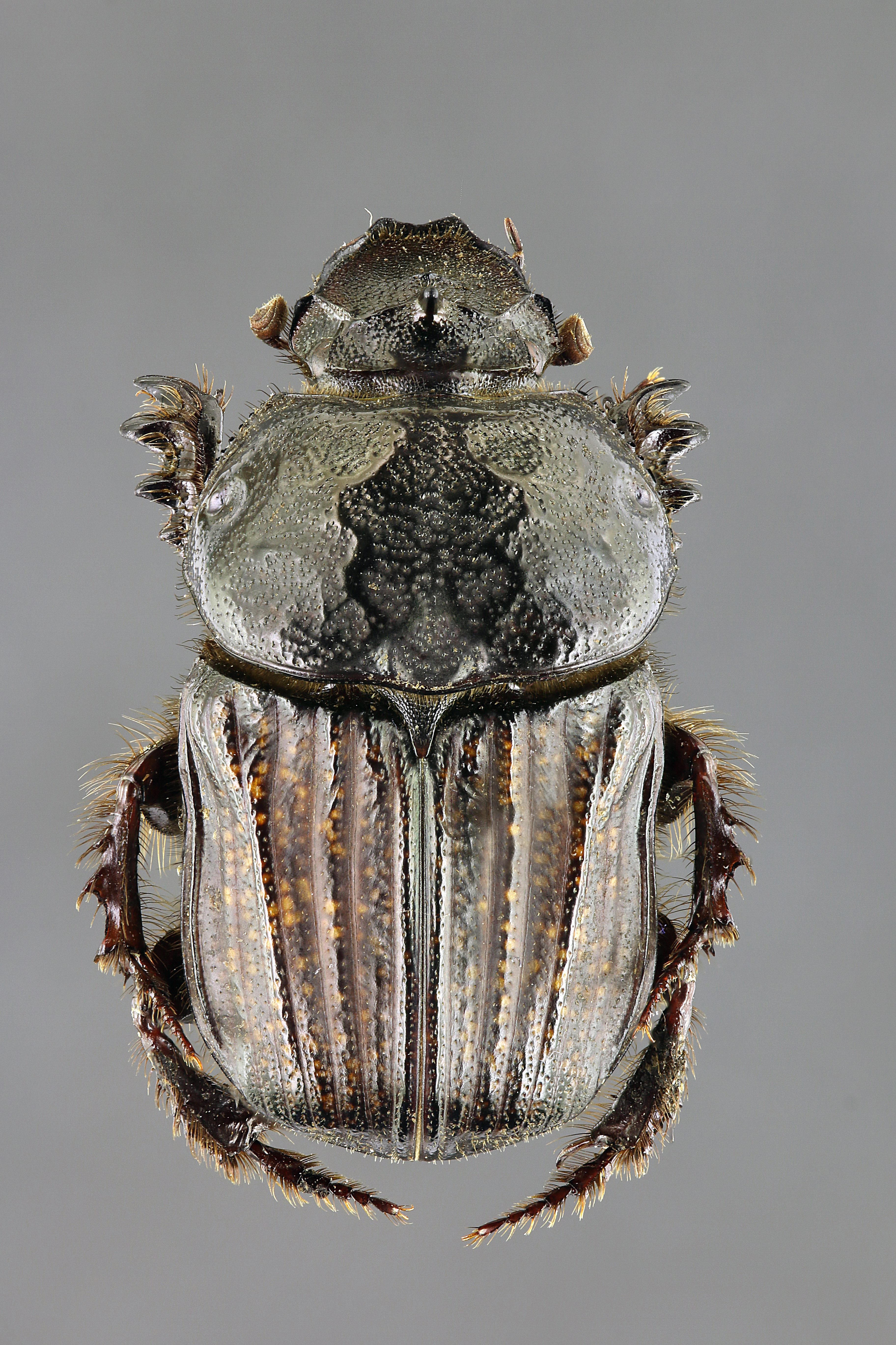 Chironitis irroratus 63282zs96.jpg