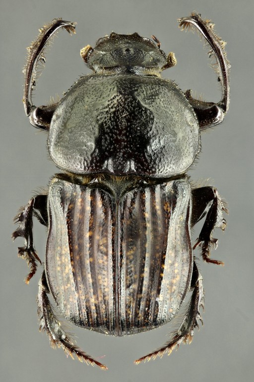 Chironitis irroratus 63297zs17.jpg Chironitis irroratus 63297zs17.jpg