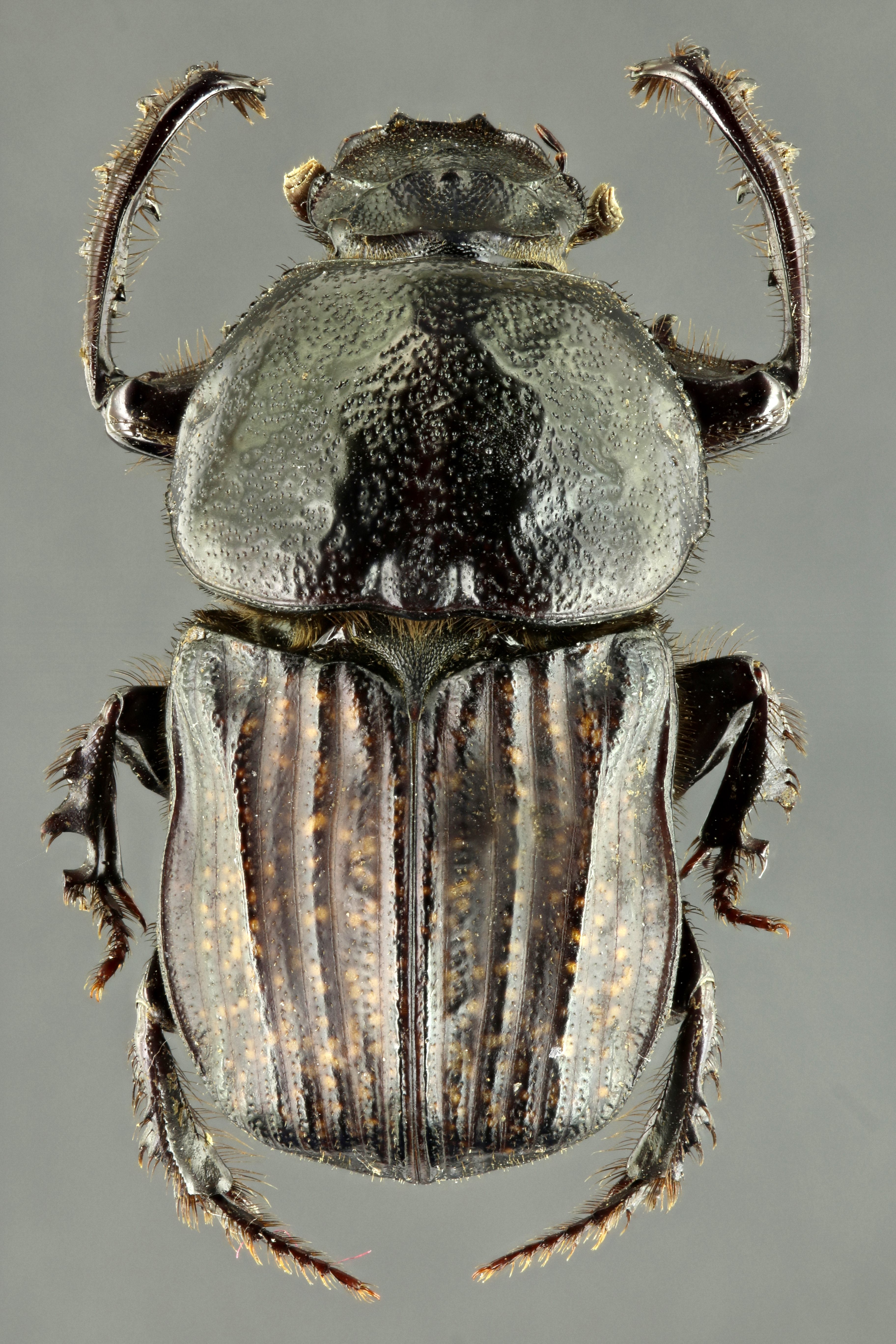 Chironitis irroratus 63297zs17.jpg