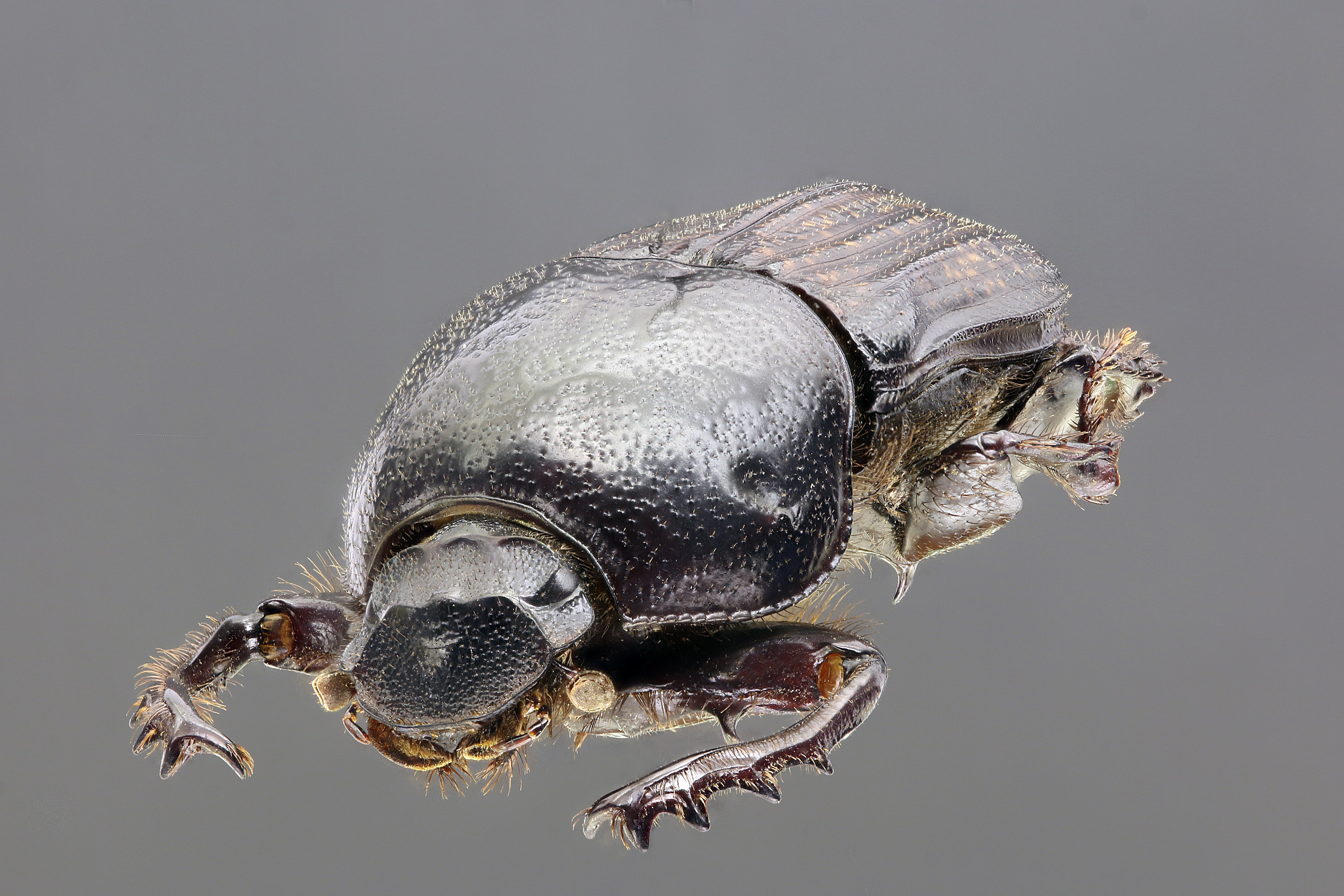 Chironitis irroratus 63320zs57.jpg