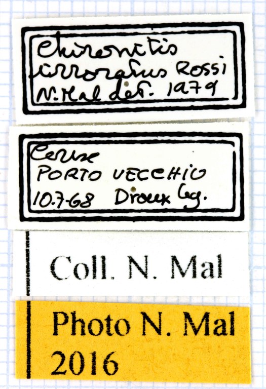 Chironitis irroratus lablel 63319.jpg Chironitis irroratus lablel 63319.jpg