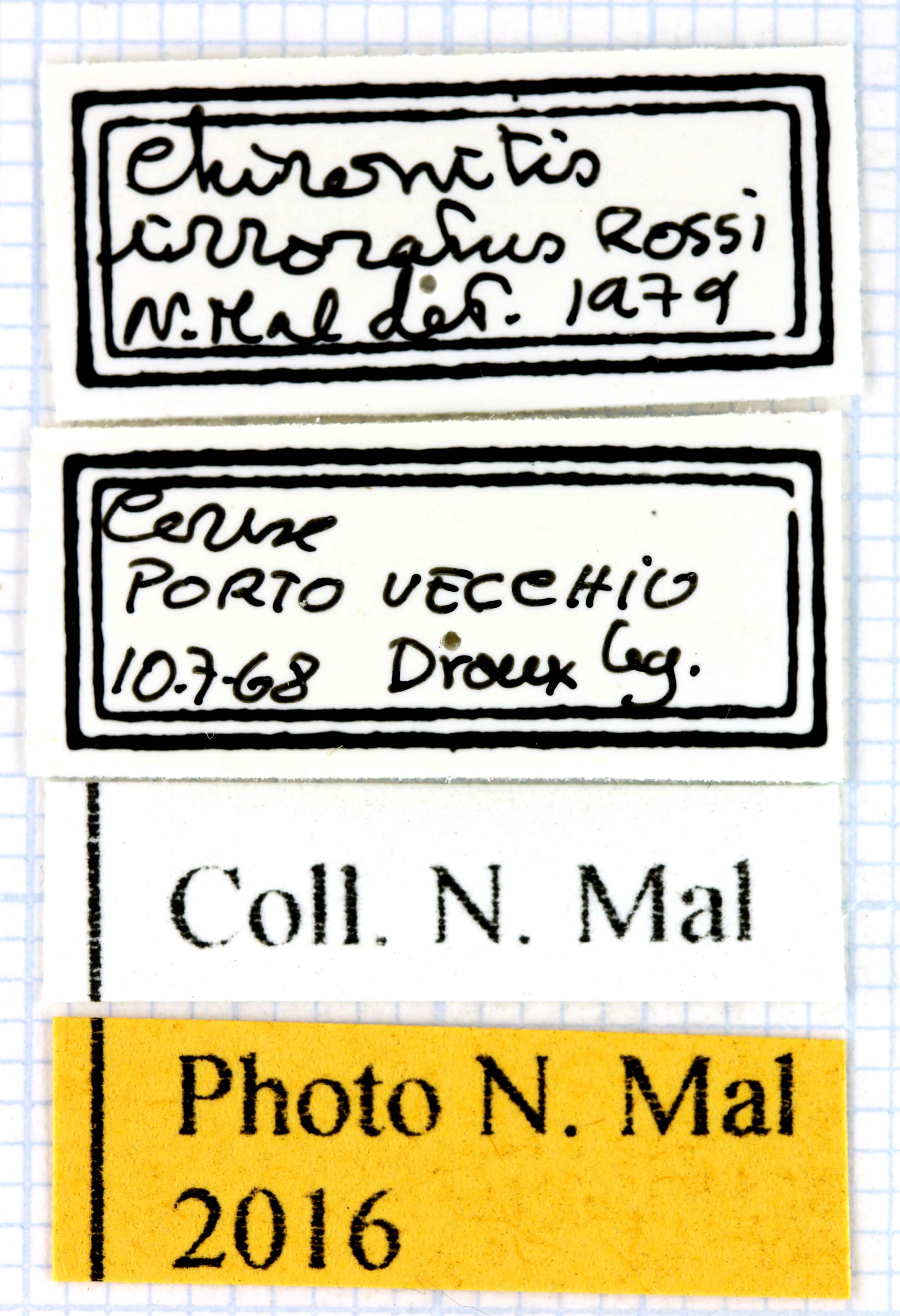 Chironitis irroratus lablel 63319.jpg