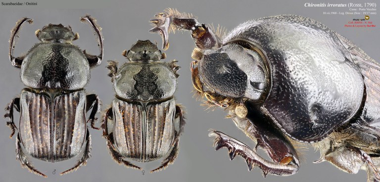 Chironitis irroratus.jpg Chironitis irroratus.jpg