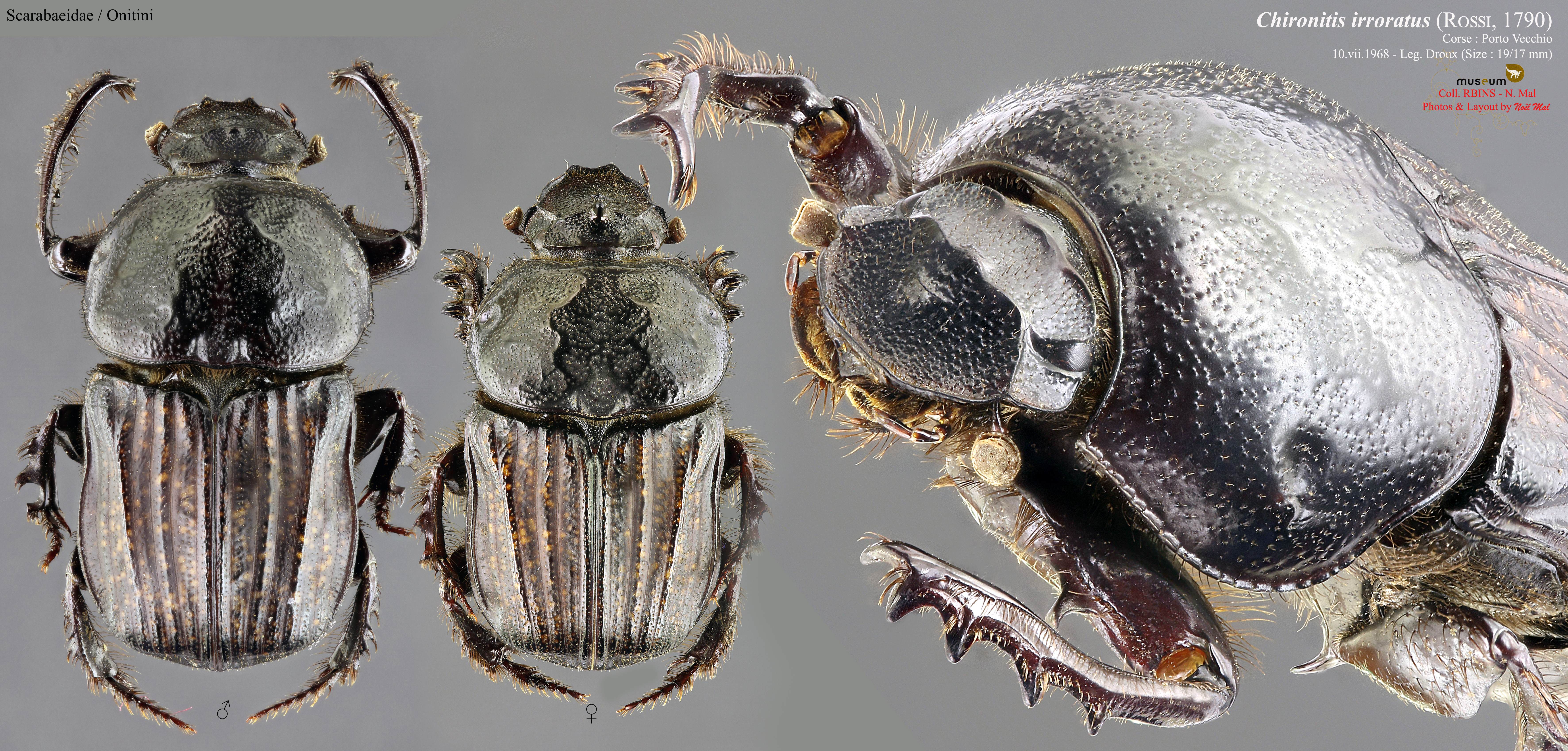 Chironitis irroratus.jpg