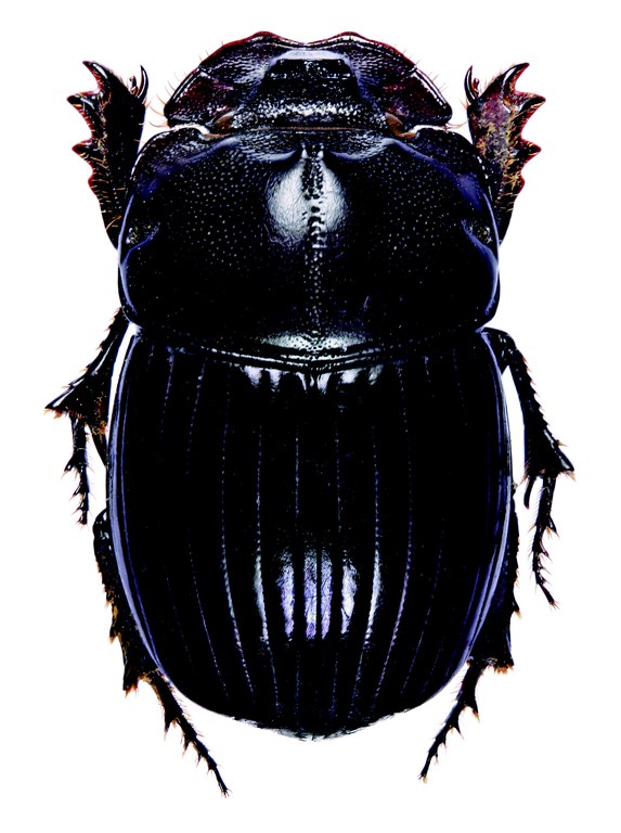 Copris arcturus F Lt D.jpg Copris arcturus F Lt D.jpg