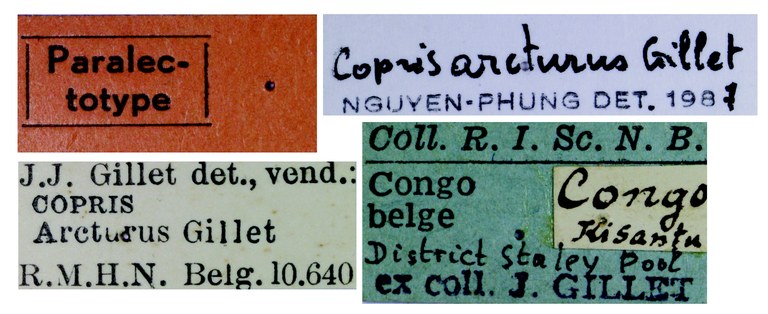 Copris arcturus F Lt Labels.jpg