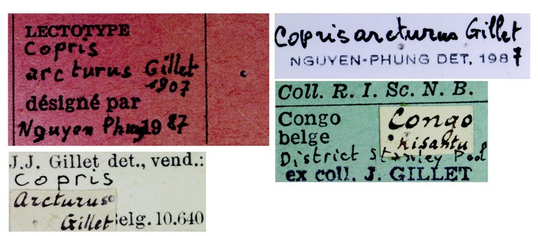 Copris arcturus M Lt Labels.jpg