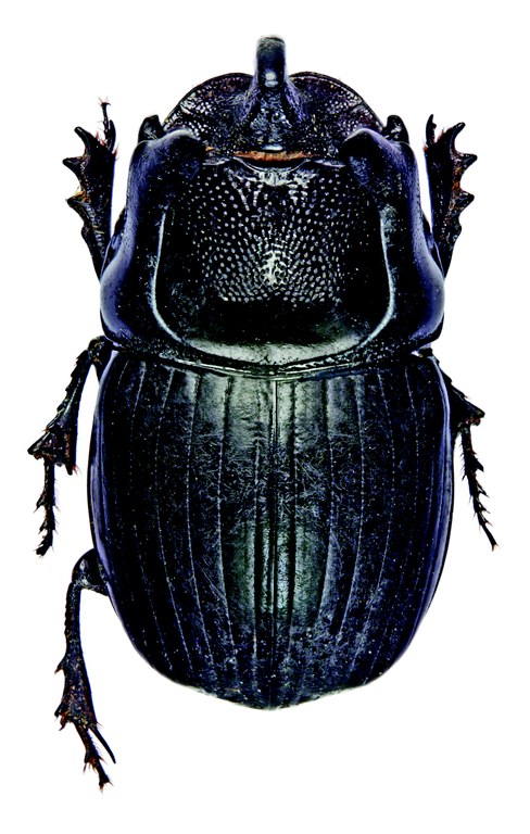 Copris arcturus M Lt D.jpg