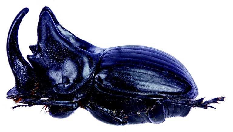 Copris arcturus M Lt L.jpg