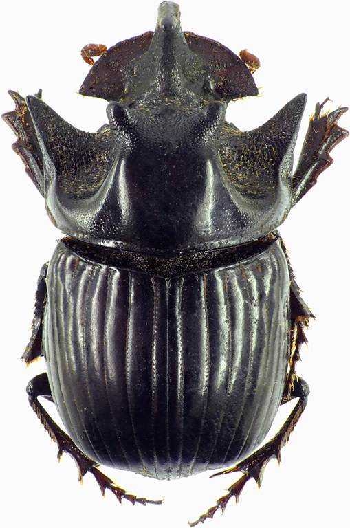 Copris armatus 27536cz46.jpg Copris armatus 27536cz46.jpg