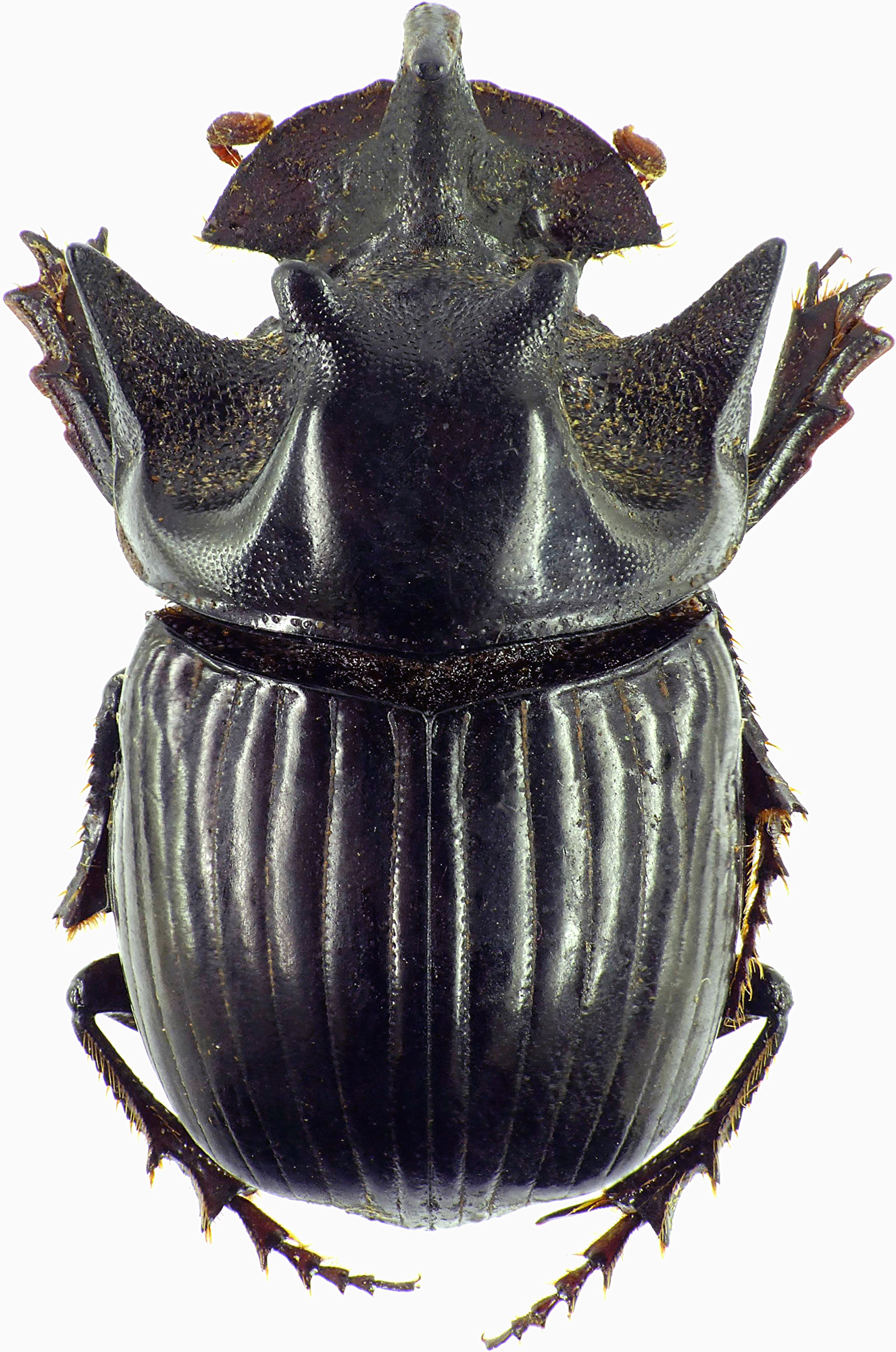 Copris armatus 27536cz46.jpg