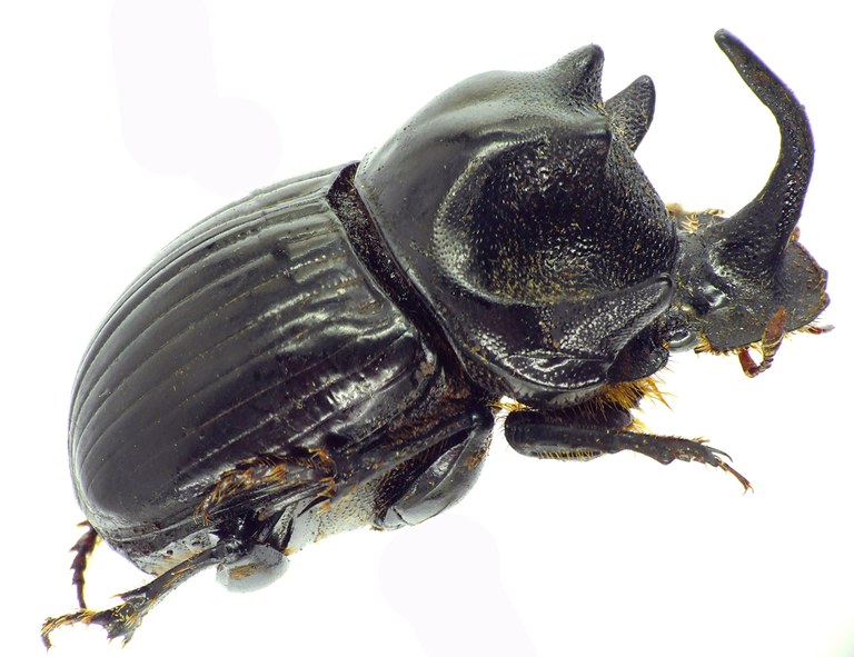 Copris armatus 27547cz55.jpg Copris armatus 27547cz55.jpg