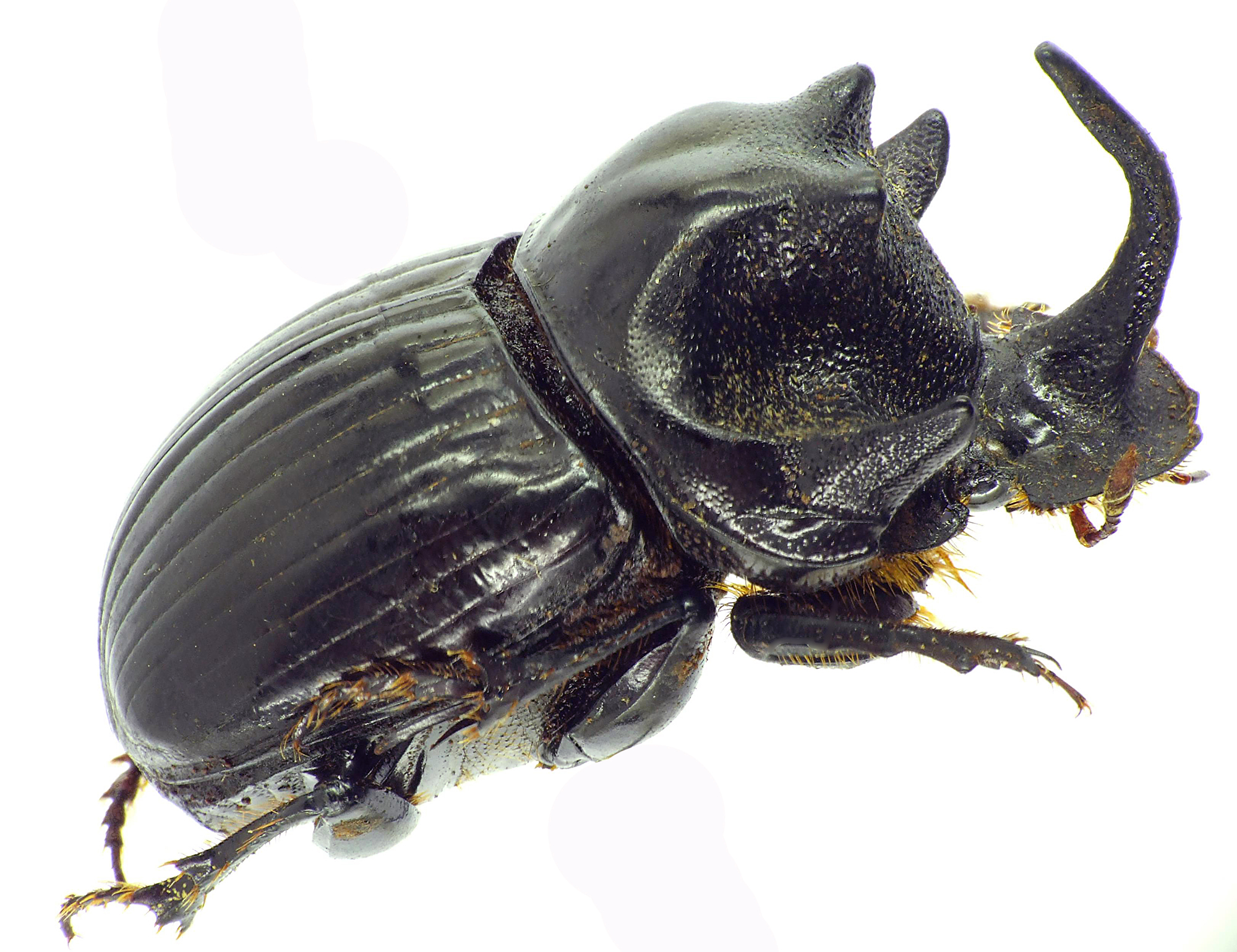 Copris armatus 27547cz55.jpg